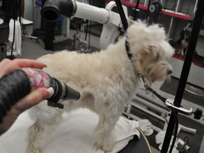 Pet Westie Trim